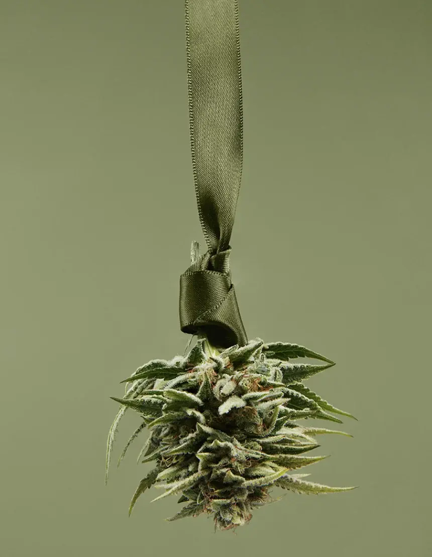 A cannabis bud hung on a ribbon like mistletoe against a sage ground.